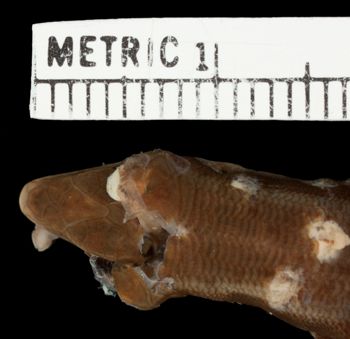 Media type: image;   Herpetology R-32193 Aspect: head dorsal